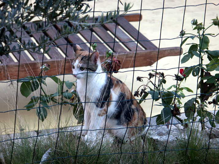 2004-10 7ans-amis 005.jpg - DCF 1.0